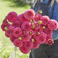 Dahlia Bazuin Pink